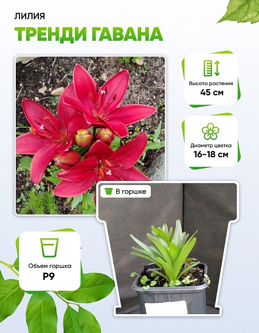 Лилия Тренди Гавана